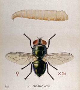 V0022570 The larva and fly of a greenbottle (Lucilia sericata). Colou Credit: Wellcome Library, London. Wellcome Images images@wellcome.ac.uk http://wellcomeimages.org The larva and fly of a greenbottle (Lucilia sericata). Coloured drawing by A.J.E. Terzi. By: Amedeo John Engel TerziPublished: - Copyrighted work available under Creative Commons Attribution only licence CC BY 4.0 http://creativecommons.org/licenses/by/4.0/