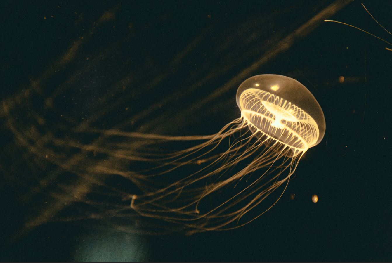 Photo d'une méduse flottant dans l'eau