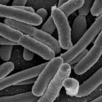 Microbiote intestinal et système immunitaire : les meilleurs ennemis